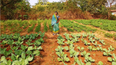 राष्ट्रीय ग्रामीण आजीविका मिशन ‘बिहान’ से बदली तकदीर, आत्मनिर्भरता की बनी मिसाल…